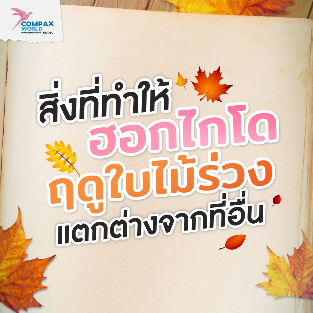จุดชมวิว ทะเลสาบฮอกไกโด ในฤดูใบไม้เปลี่ยนสี